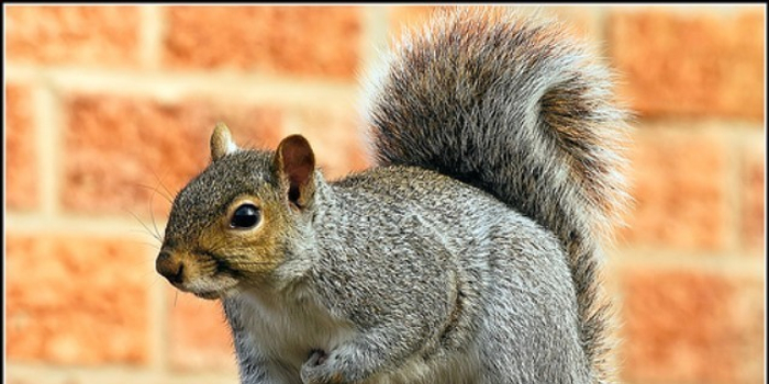 松鼠官方网 w700h350z1l10t10d66.jpg