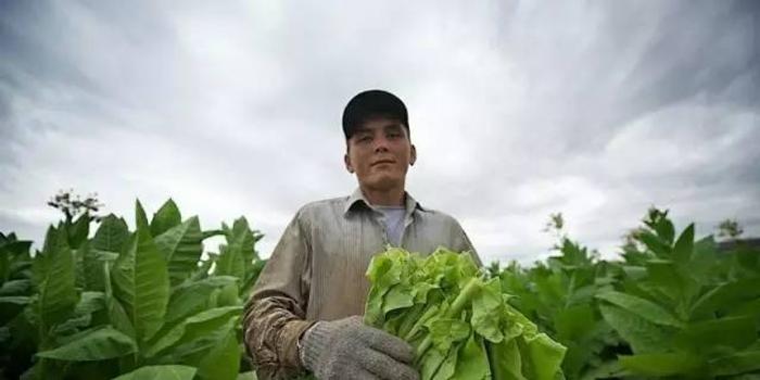 探索哈萨克斯坦的烟草种植农 手机新浪网