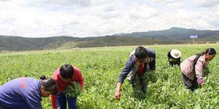 安徽去年农村居民人均可支配收入12758元 居