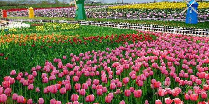 百花盛放季 春游芜湖时