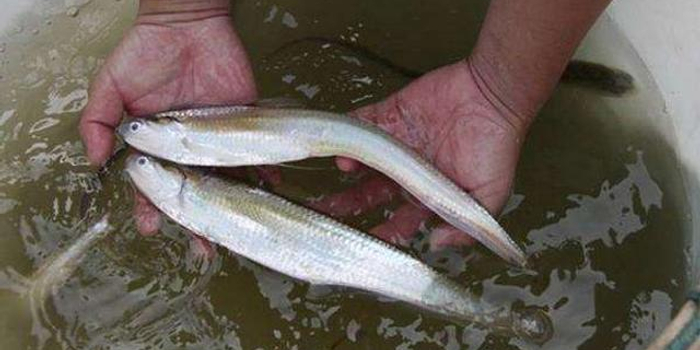 长江安庆段实施刀鲚栖息地生态修复工程