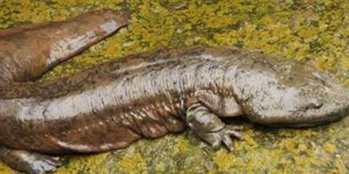 阜阳一渔民捕获超大个娃娃鱼 长83厘米年龄十