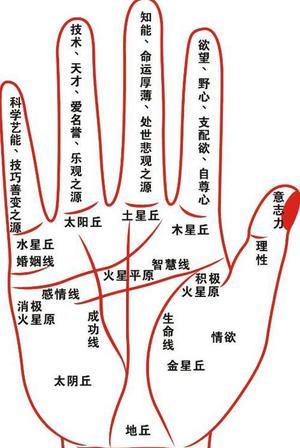 掌相特征纹简要标定