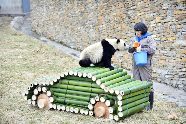 在全心摆设的熊猫宝来之家,一汽-民众认养的“熊猫宝来”正式与大家见面