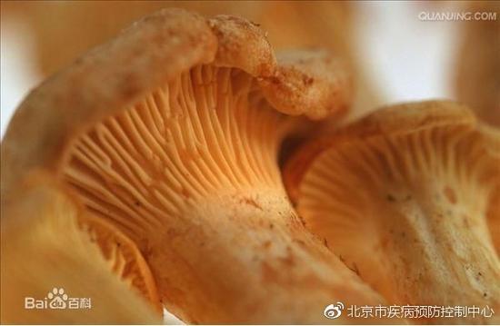 鸡油菌