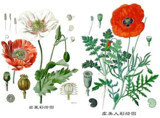 (图源:网络)