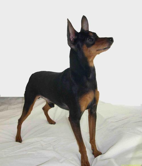 小鹿犬