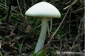 “毁灭天使”的白毒伞