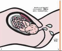 受精卵在妈妈的子宫里发育生长成了胎儿