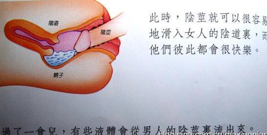 妈妈,我是从哪里来的?国外性教育绘本看到你脸红