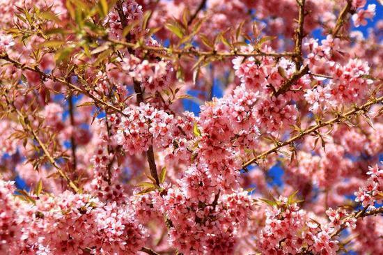 樱花