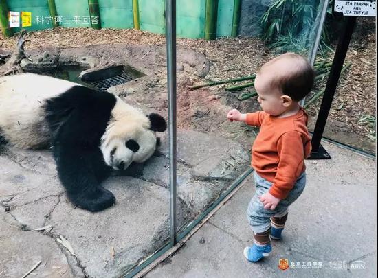看!这是我的小孙子与熊猫的合影。