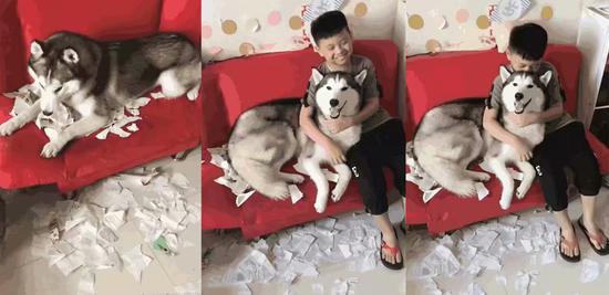 狗狗:这锅我不背!