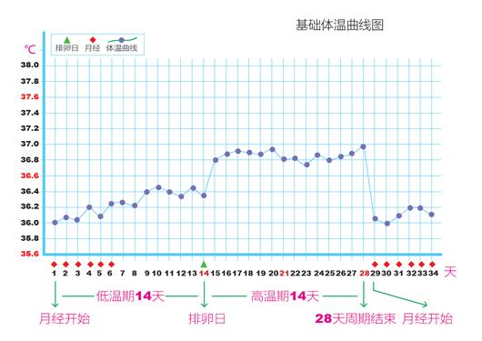 基础体温曲线图