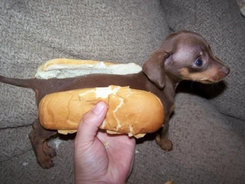 腊肠犬