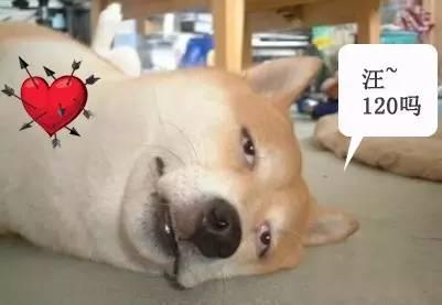 单身汪