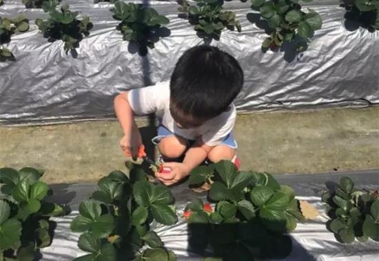 夫妻俩带着儿子去摘草莓,Jaspe自己动手,不用别人帮忙。