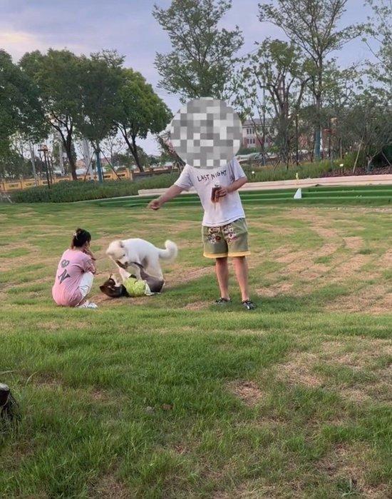 涉事犬只