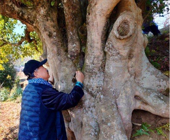 (莫言拥抱3000年茶树王)