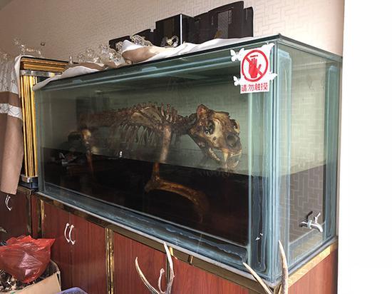 在一家由中国人经营的店里,展示着由一具完整的虎骨所制作的虎骨酒。