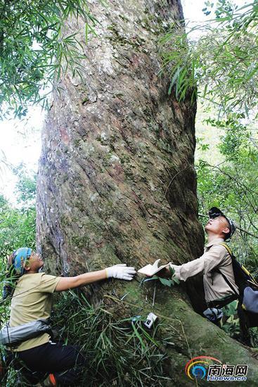 鹦哥岭上四个人才能抱过来的200年树龄的陆均松。海南日报记者 张杰 摄