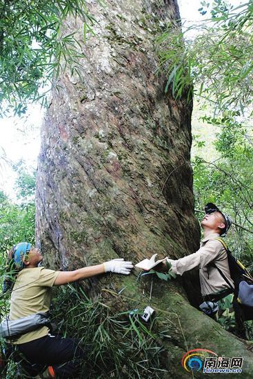 鹦哥岭上四个人才能抱过来的200年树龄的陆均松。海南日报记者 张杰 摄