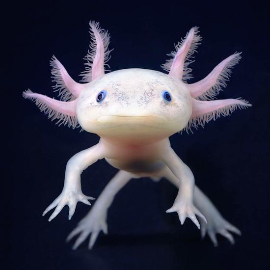 蝾螈(Axolotl)。