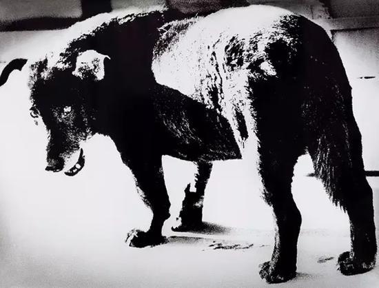 森山大道 野犬 1971-2015年 银盐照片 101.7×133.8 cm 来源:附作品证书 RMB 60,000-80,000