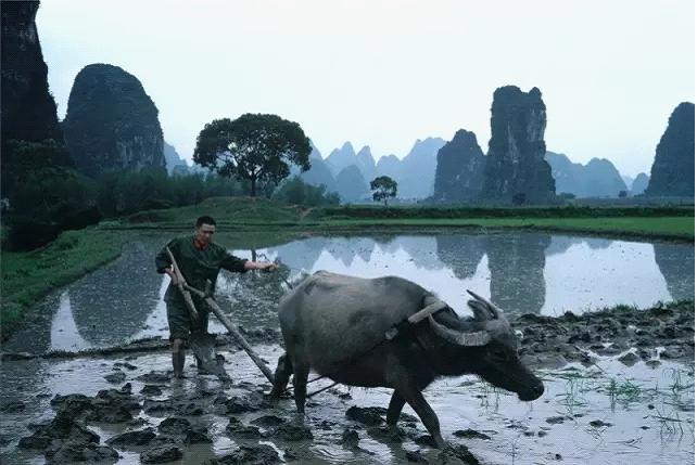 1979年,桂林。随着采用“责任制”,集体农业发生了很大变化。