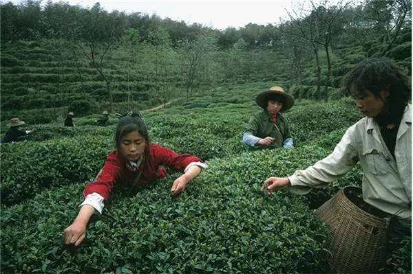 1983年,湖南君山,采茶的人。银针茶一年只产20千克,并且大部分运送到北京。