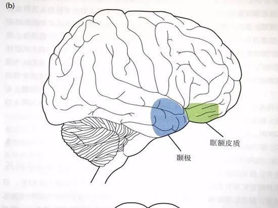 图3、大脑中管理情感的部位