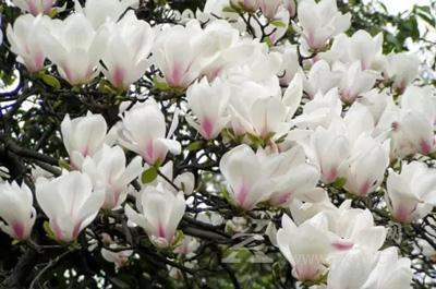 玉兰花