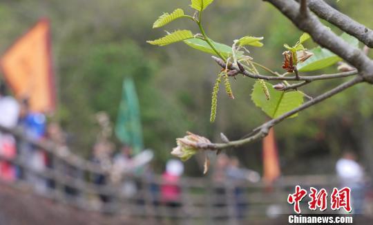 2017潮州橡木花会旅游周12日在广东潮州开幕。 陈启任 摄