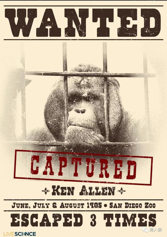 这只名为Ken Allen的红毛猩猩被认为是动物中的越狱鼻祖。据统计,它一共在圣地亚哥动物园越狱了三次。