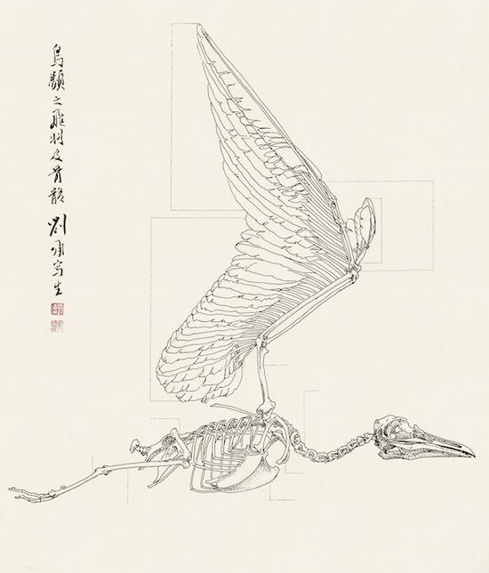 刘墉 鸟类骨骼研究