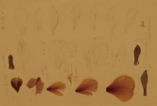 刘墉 牡丹花瓣写生研究