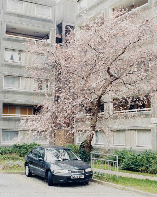 Enda Bowe,《Kilburn Cherry》。图片:Courtesy of Jane& Jeremy。