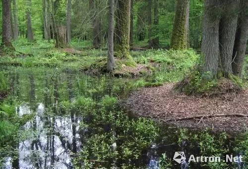 Białowieża森林