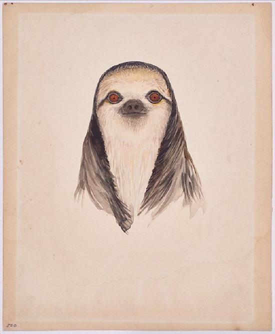 三趾树懒——伊莎贝尔·库珀。(英属圭亚那,1925年)(画展中心提供)