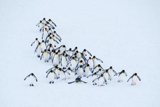 《PENGUIN PLATOON》,南乔治亚岛
