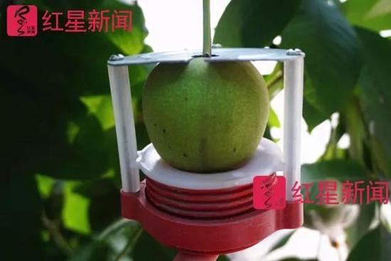 为了让麻核桃形状更好,有的核农会给生长中的果子安上仪器