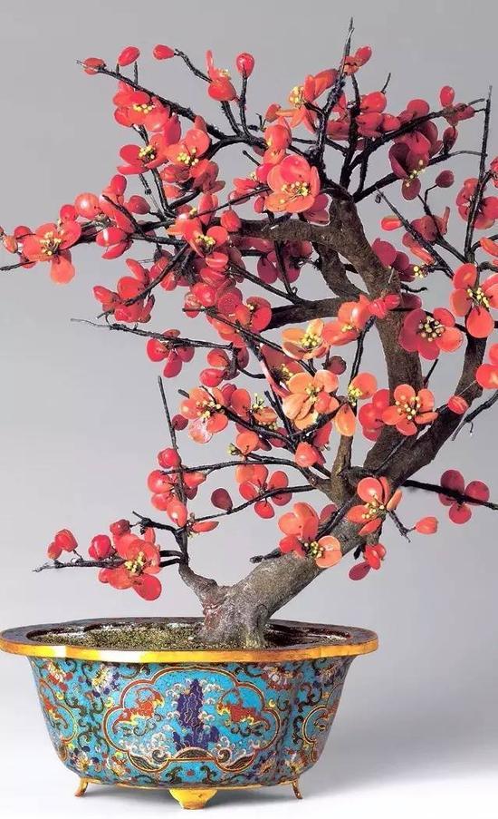 珊瑚梅花盆景,清,高34cm。