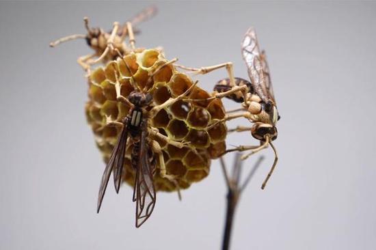 黄蜂