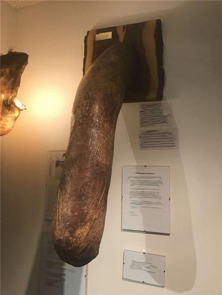 a) White Rhinoceros 白犀牛