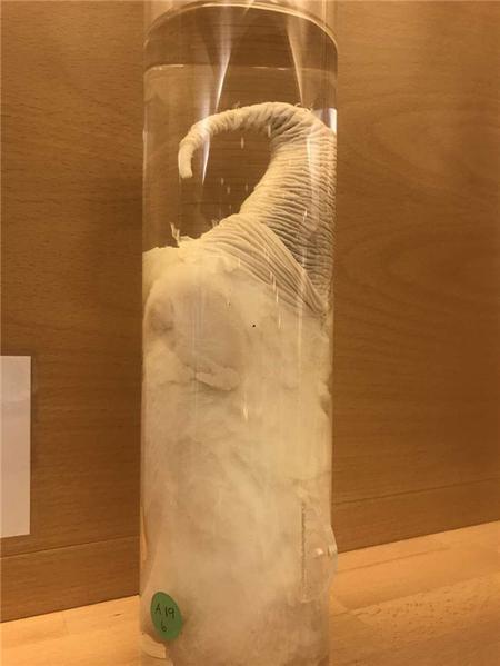 a)Bottlenose Dolphin 宽吻海豚
