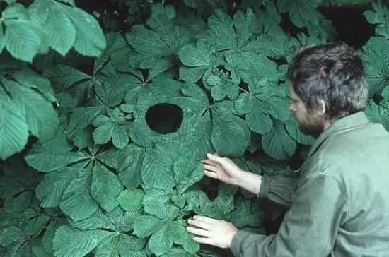 英国艺术家Andy Goldsworthy 在森林里创作