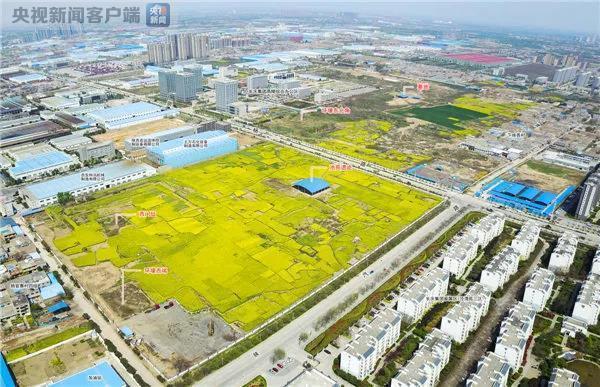 杨官寨遗址庙底沟文化墓地发掘区(网络图片)