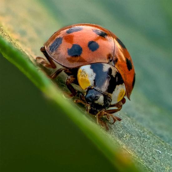 参数:尼康105 Micro, 1/200th, F11, ISO 400