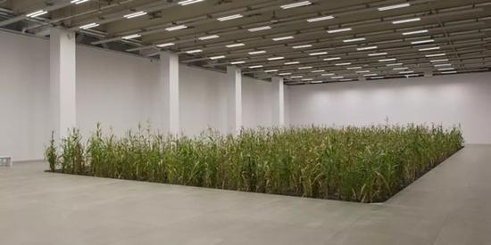 《涂抹-2》玉米(生命体) 50×50×200cm/1100株