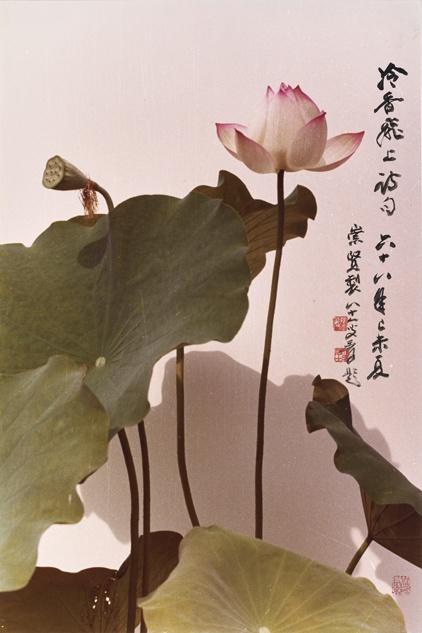 图1 胡崇贤/摄影, 张大千/墨